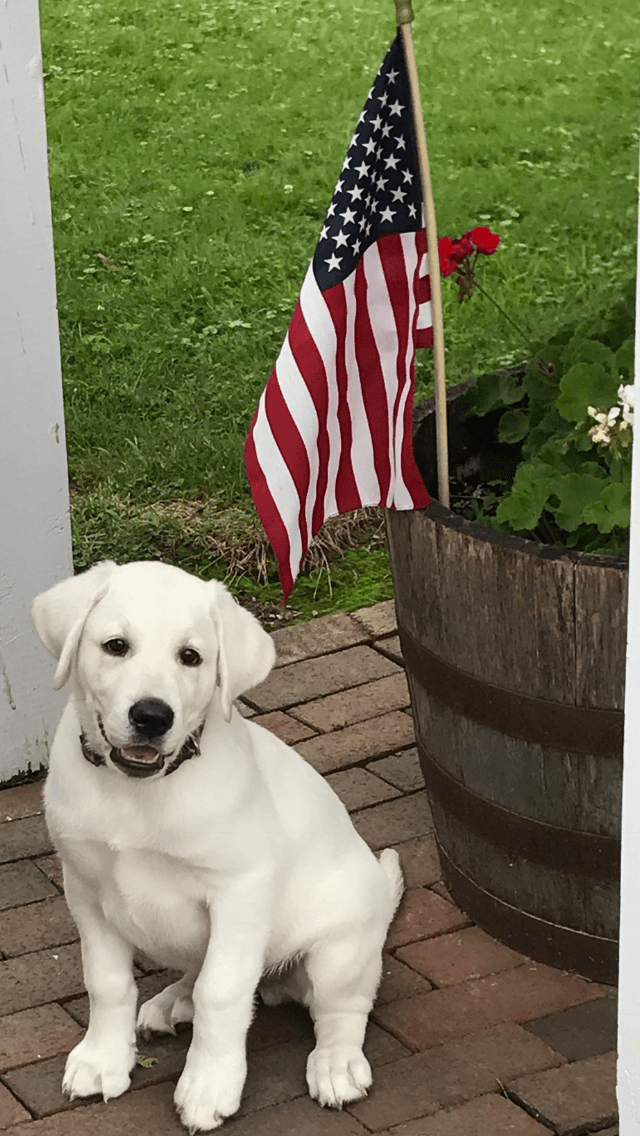 AKC registered labradors, labrador retriever breeder in Pennsylvania