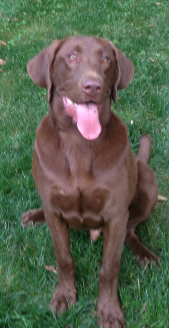 PA lab breeder,Linden PA lab breeder, AKC registered labs, American lab