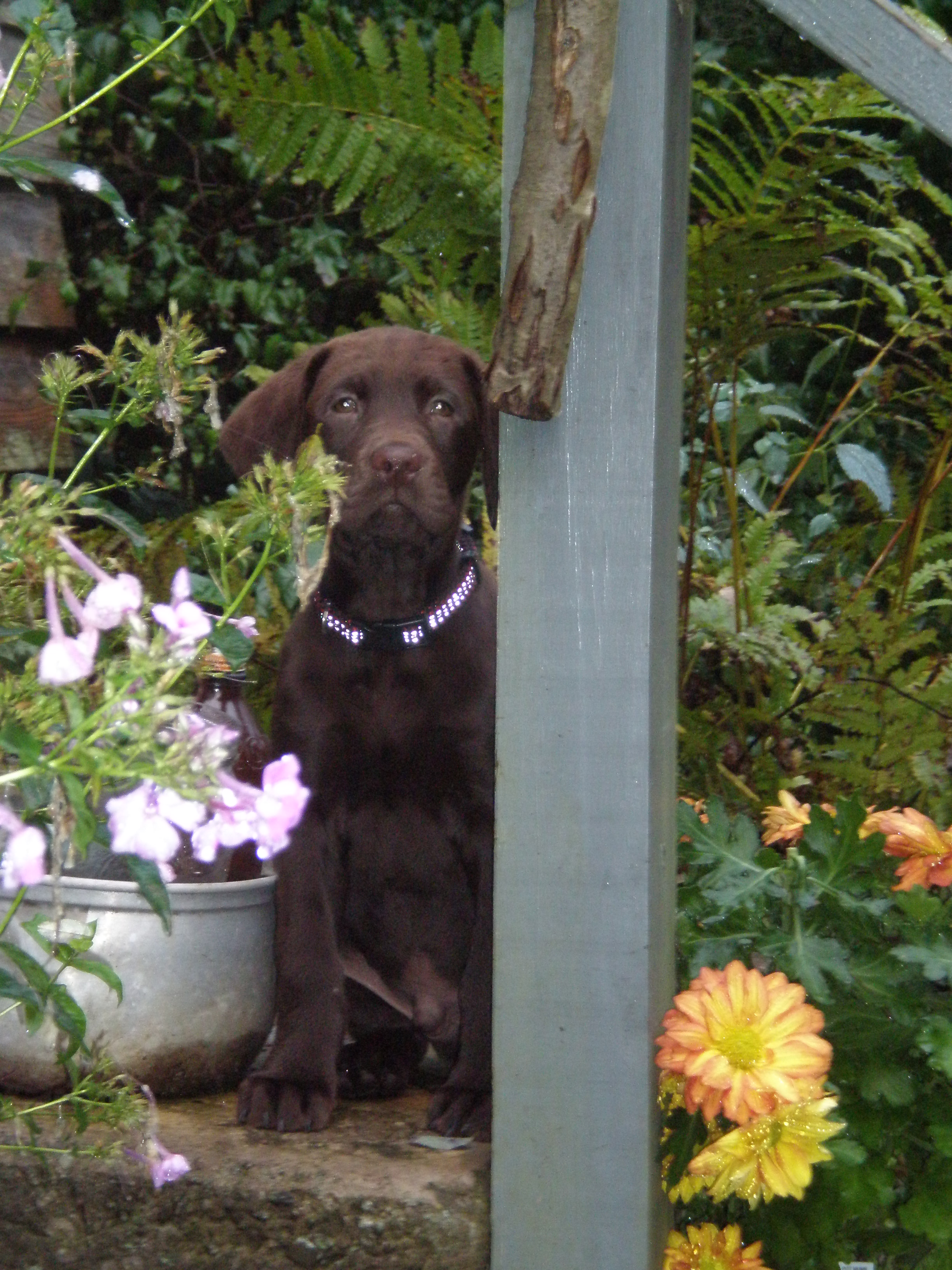 PA lab breeder,Linden PA lab breeder, AKC registered labs, American lab