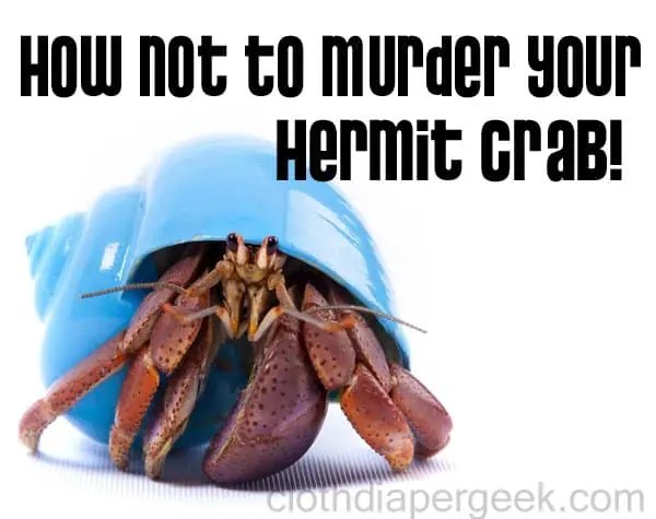 Keeping Hermit Crabs ALIVE 101 You can learn from my mistake Cloth