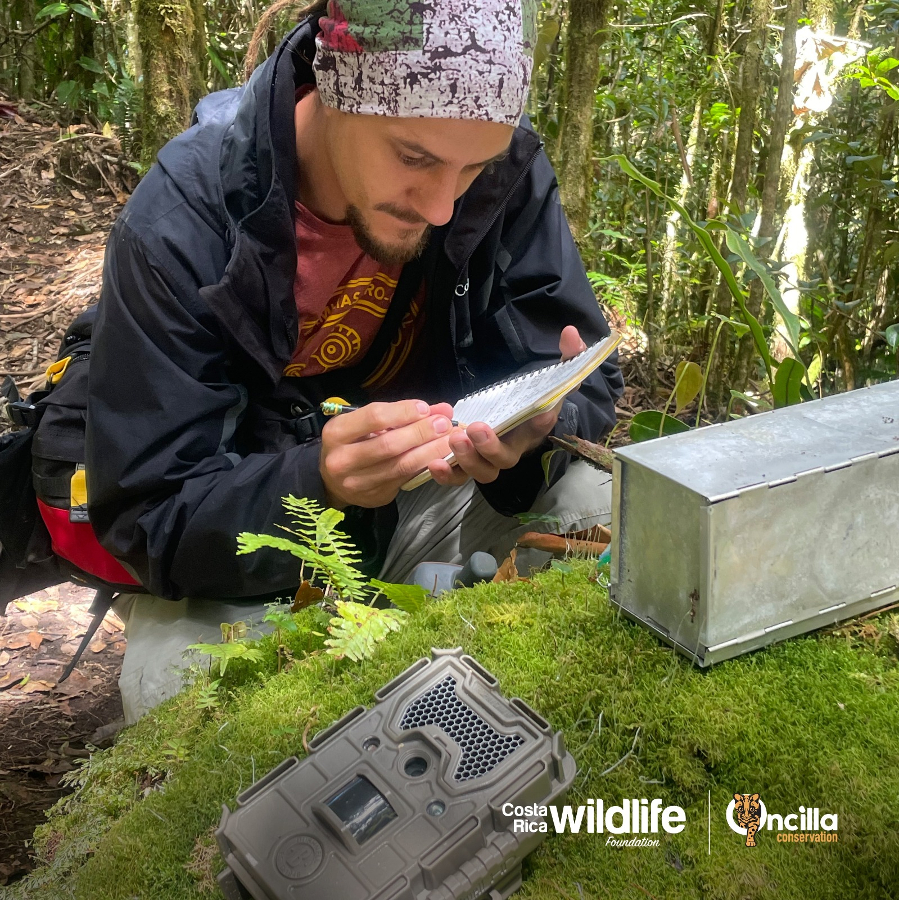 Oncilla Conservation and the Costa Rica Wildlife Foundation How to