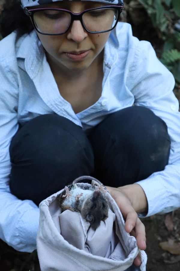 Oncilla Conservation and the Costa Rica Wildlife Foundation How to