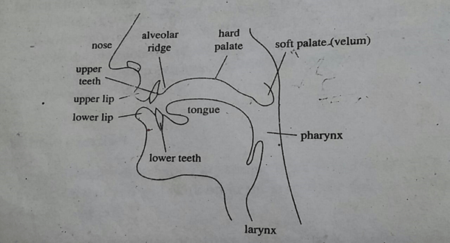 Discuss different organs of speech for producing speech sound with a