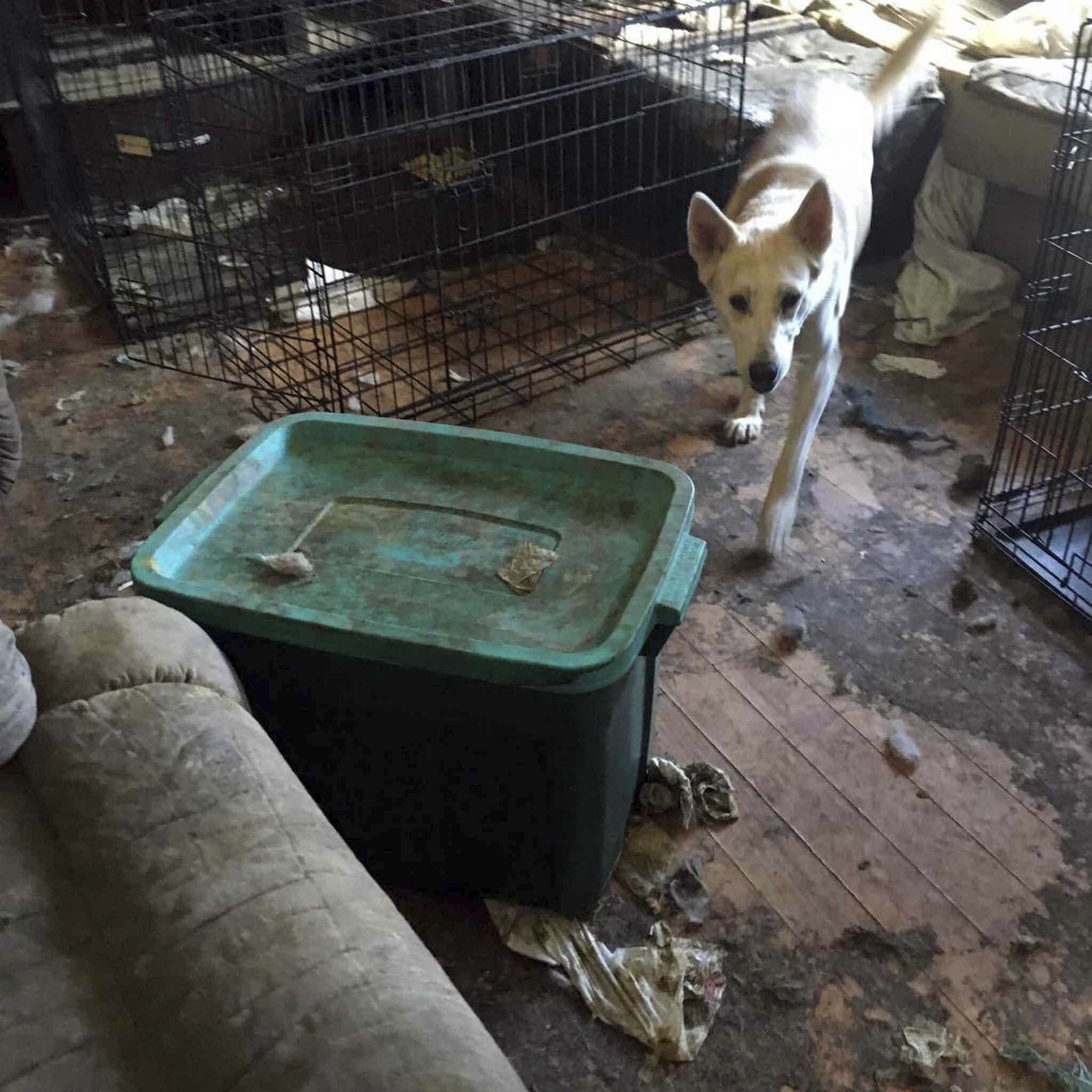 Animal Hoarding A Complex Phenomenon