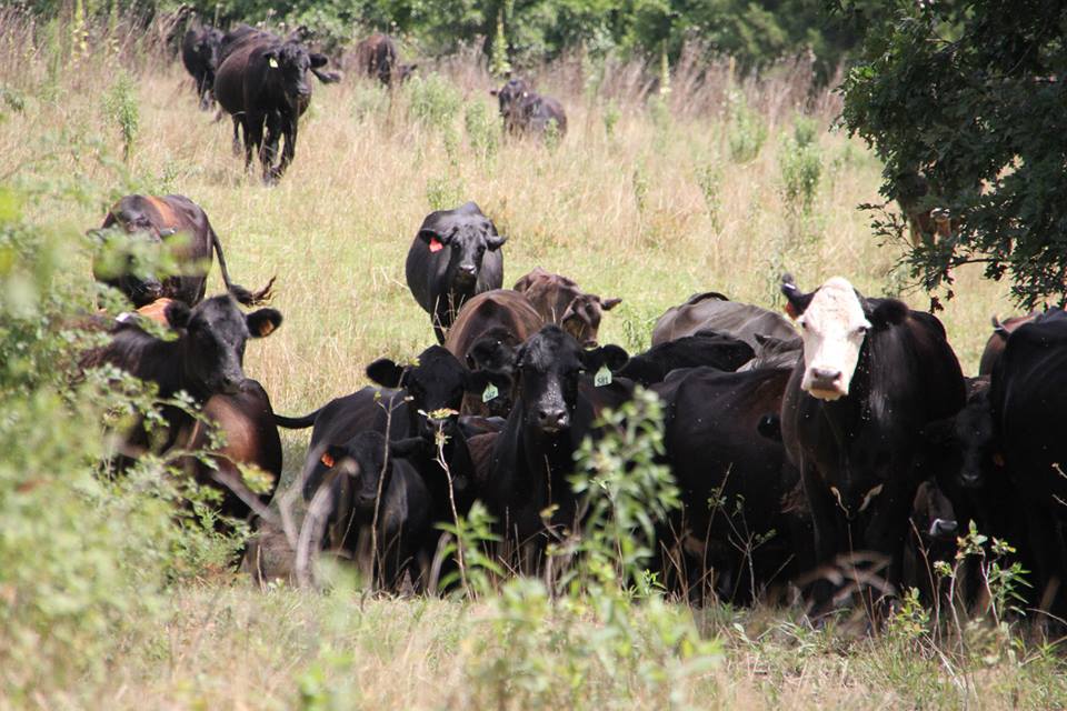 How We Raise Our Grass Fed Beef Clover Meadows Beef