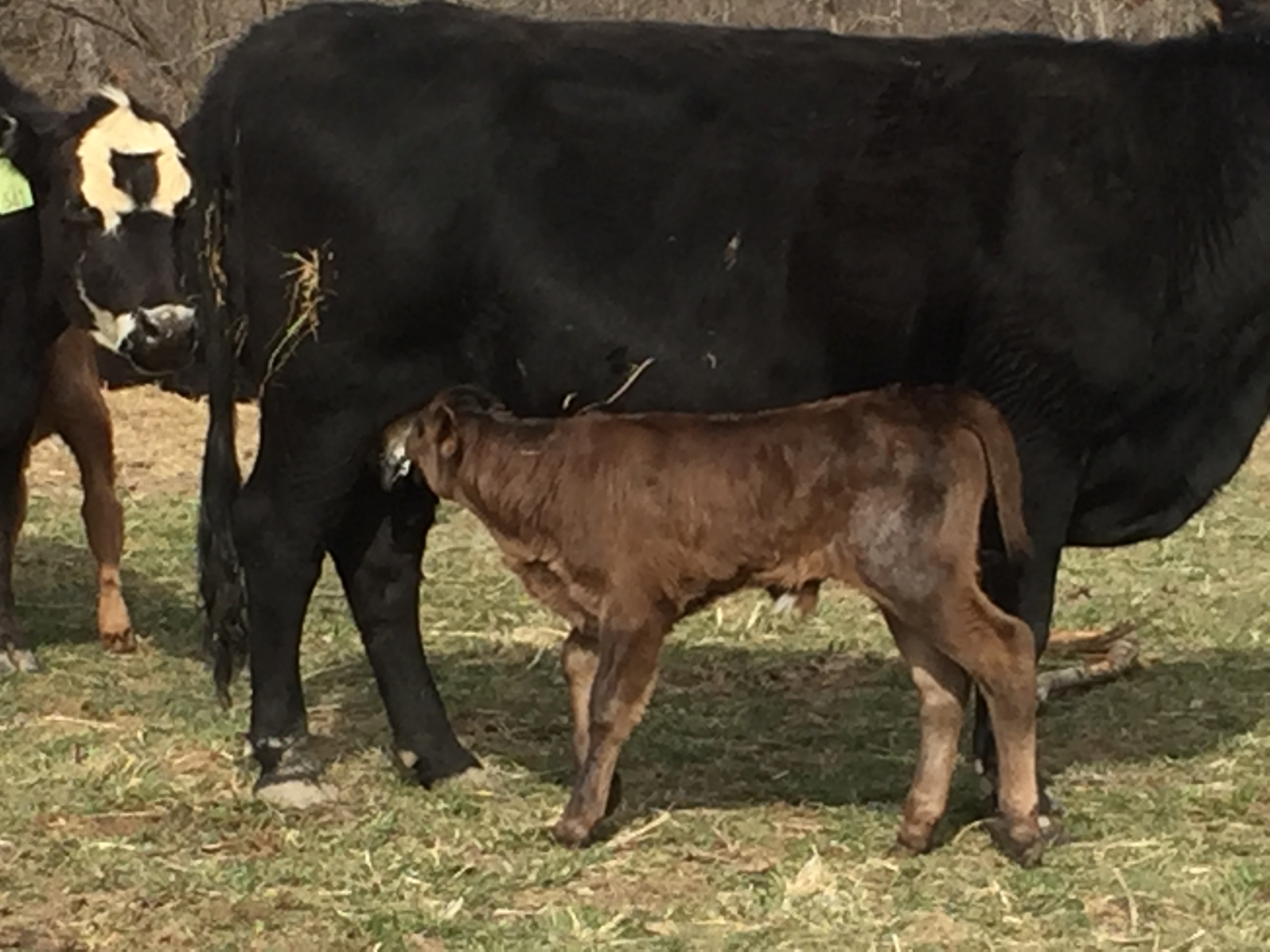 What Do You Call a Baby Cow? (video) Clover Meadows Beef