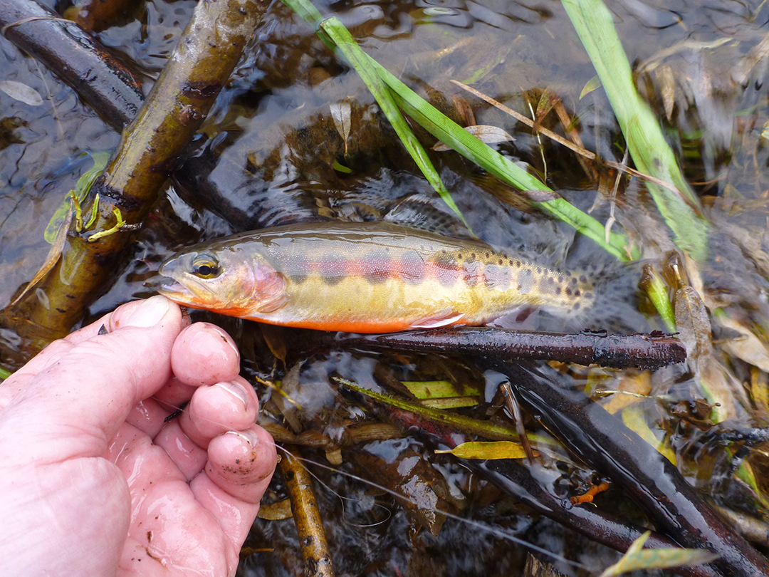 Shaver Lake Fishing Report Good Weekend of Fishing, Multiple Limits on