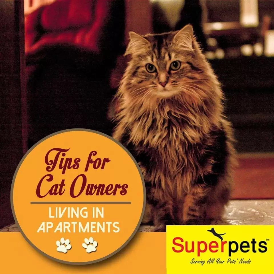 SuperpetsJunction Nine The Best Pets Magazine In Singapore For Your