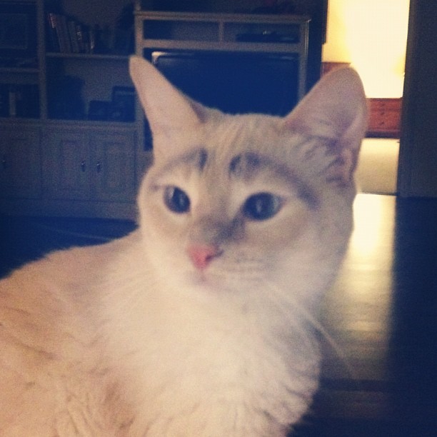 The Cat With Eyebrows. Clumsy Crafter