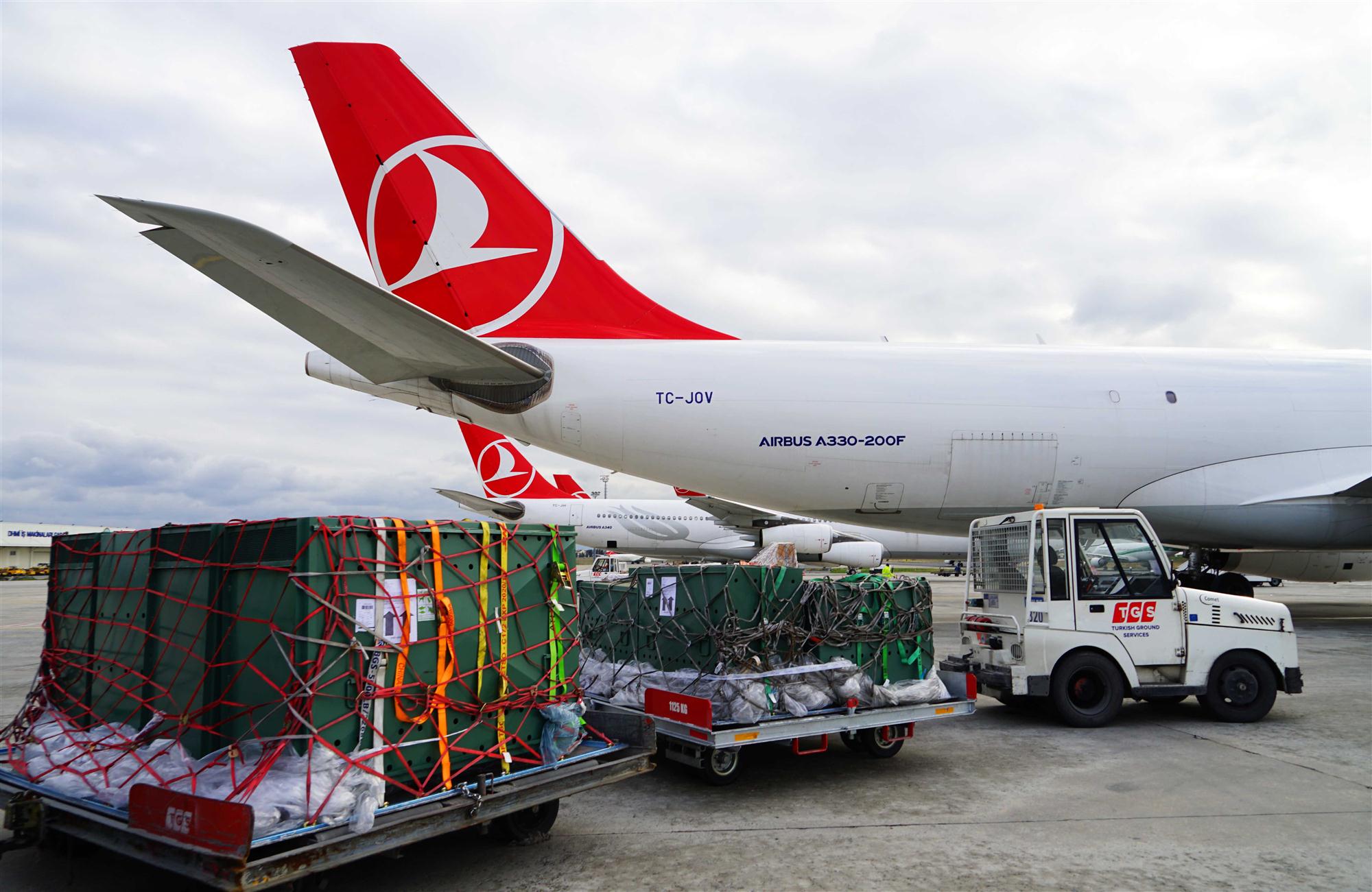 Turkish Cargo CMS Airline Representative