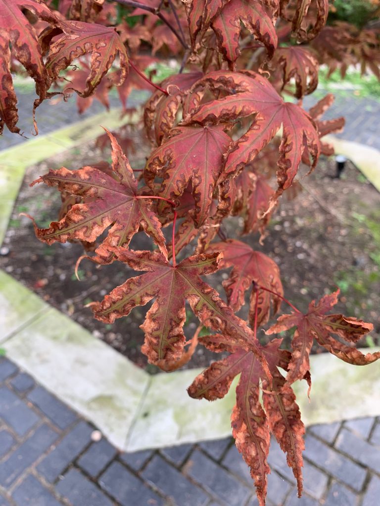 Curling, Damaged Leaves on Your Japanese Maple? Time to give that soil