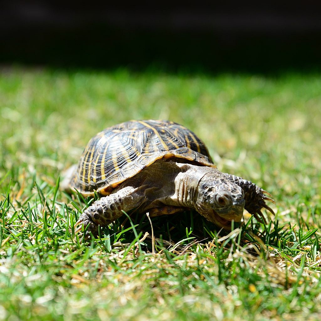 Featured Animals Ornate Box Turtle CMZoo