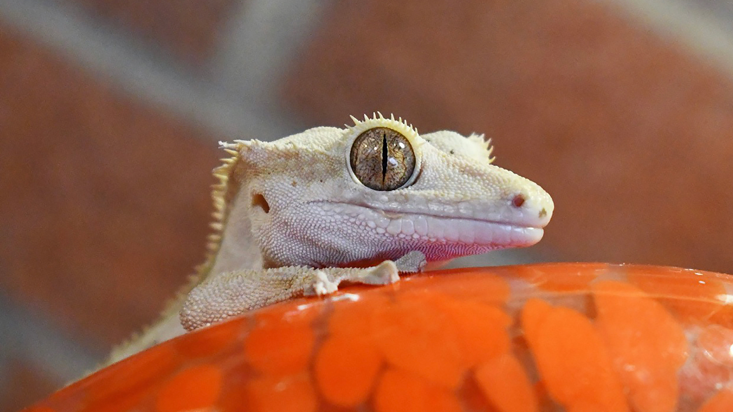 Featured Animals Crested Gecko CMZoo