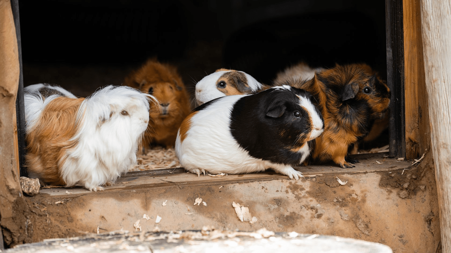 Featured Animals Guinea Pig CMZoo