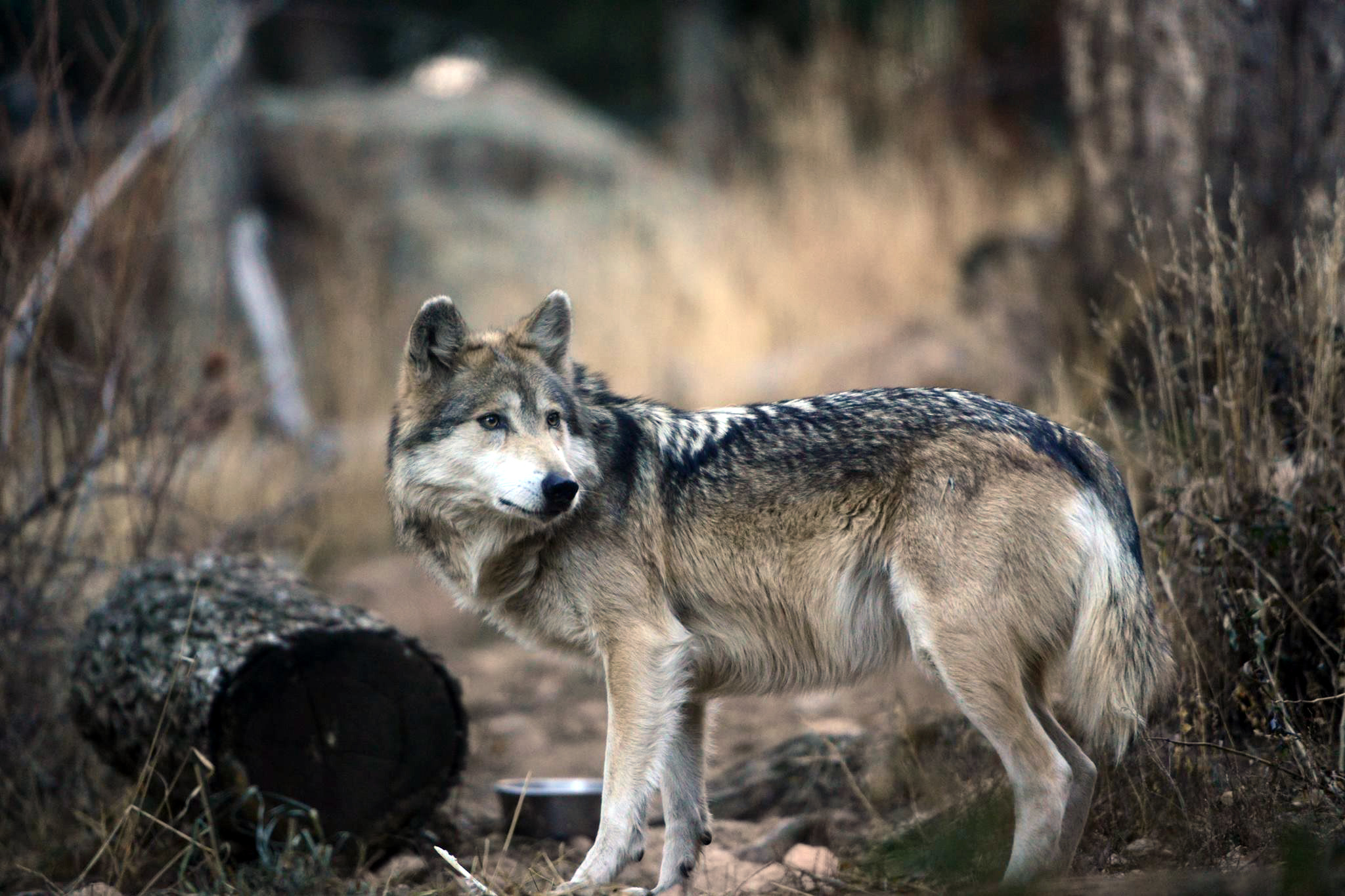 Featured Animals Mexican Wolf CMZoo