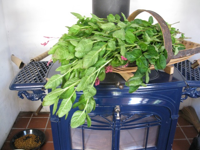 Dyer`s Garden, A: From Plant to Pot: Growing Dyes for Natural.