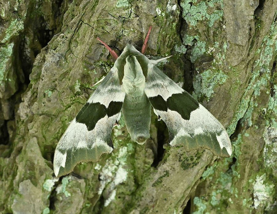 2nd March in Geography Department Cambridge Natural History Society