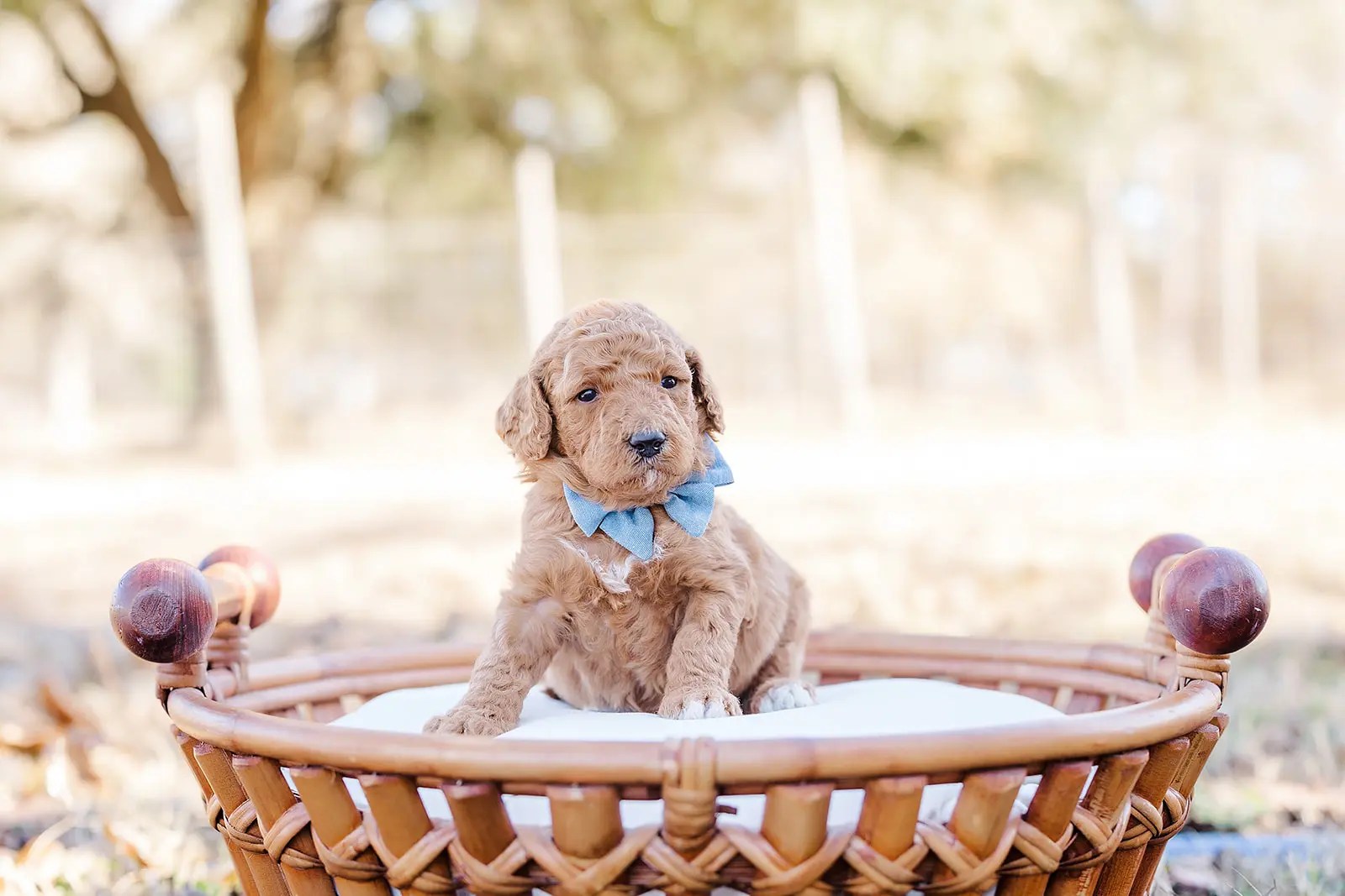 How to Find the Right Crate Size for Your Labradoodle CNR Farms