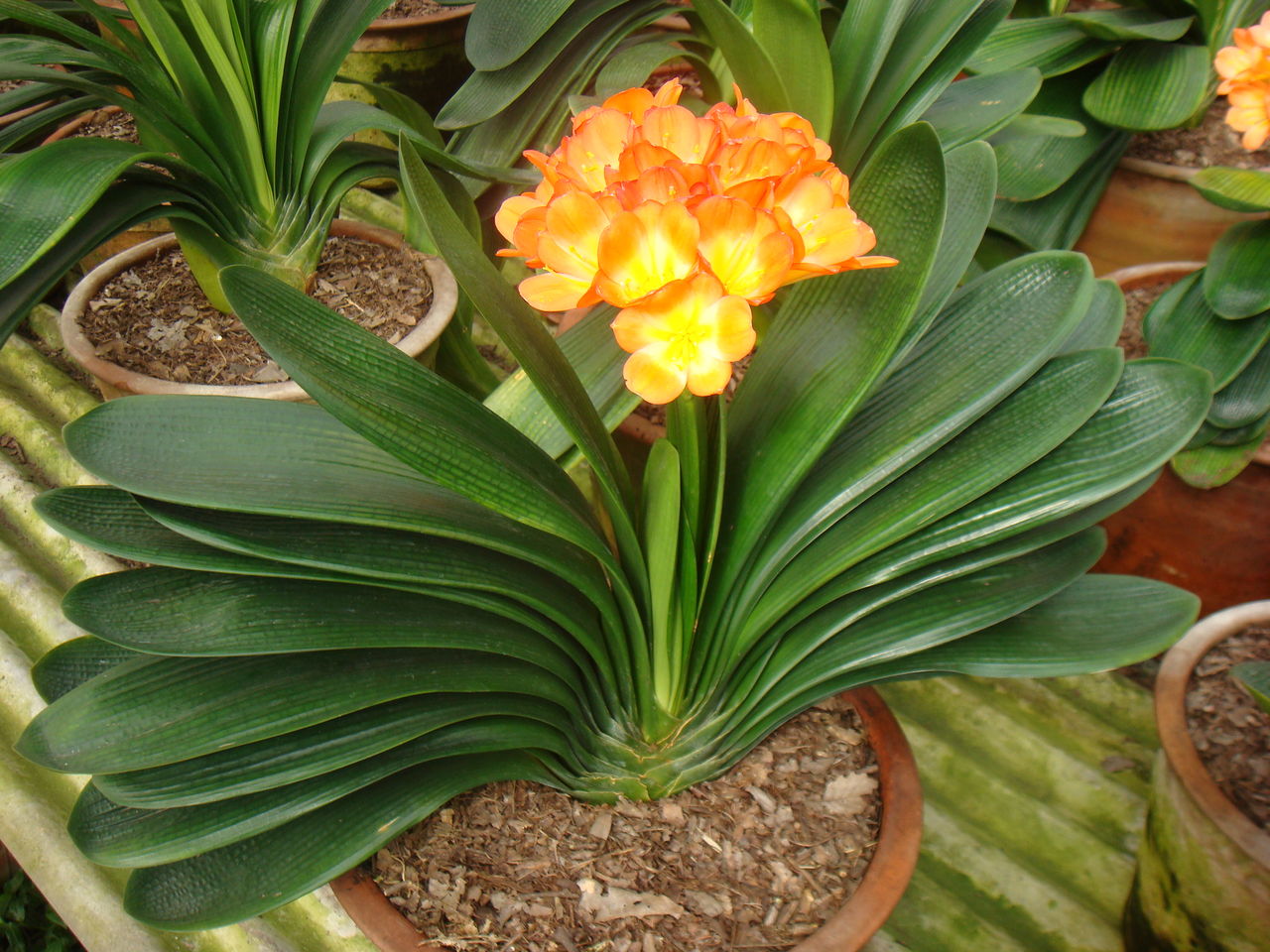 Clivia seed BELL Garden Company,Wholesale Plant seeds,Alive roots