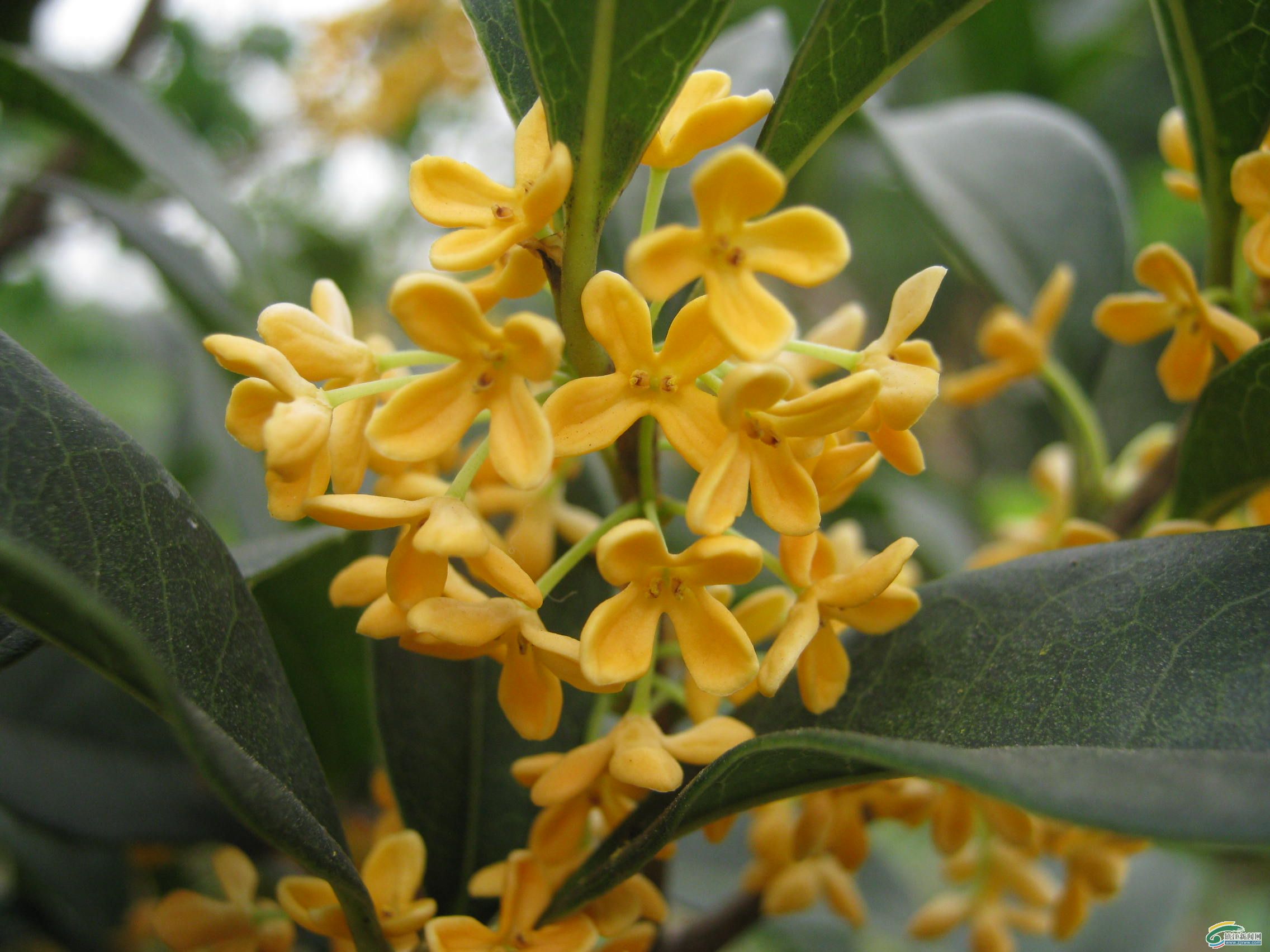 Osmanthus fragrans Sweet Olive seed BELL Garden Company,Wholesale