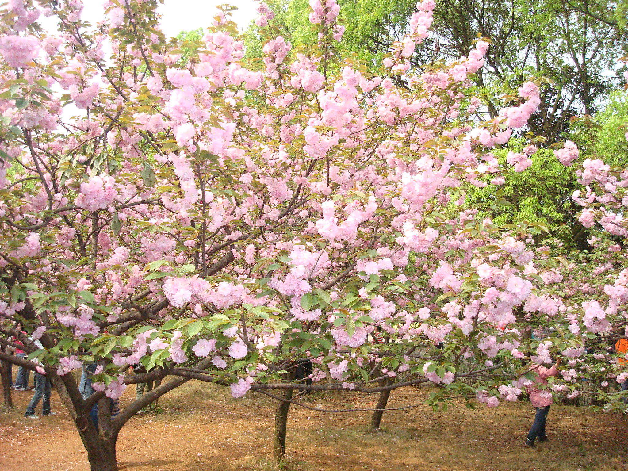 Japanese Flowering Cherry Tree Seeds Prunus serrulata ZHONG WEI