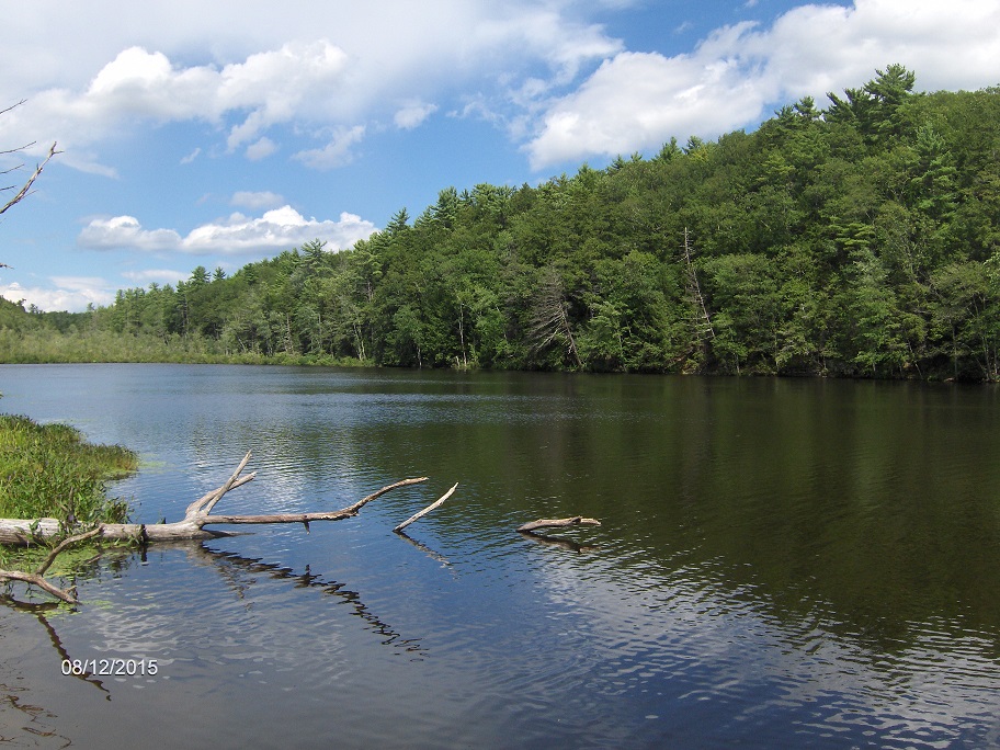 Bluestone Wild Forest