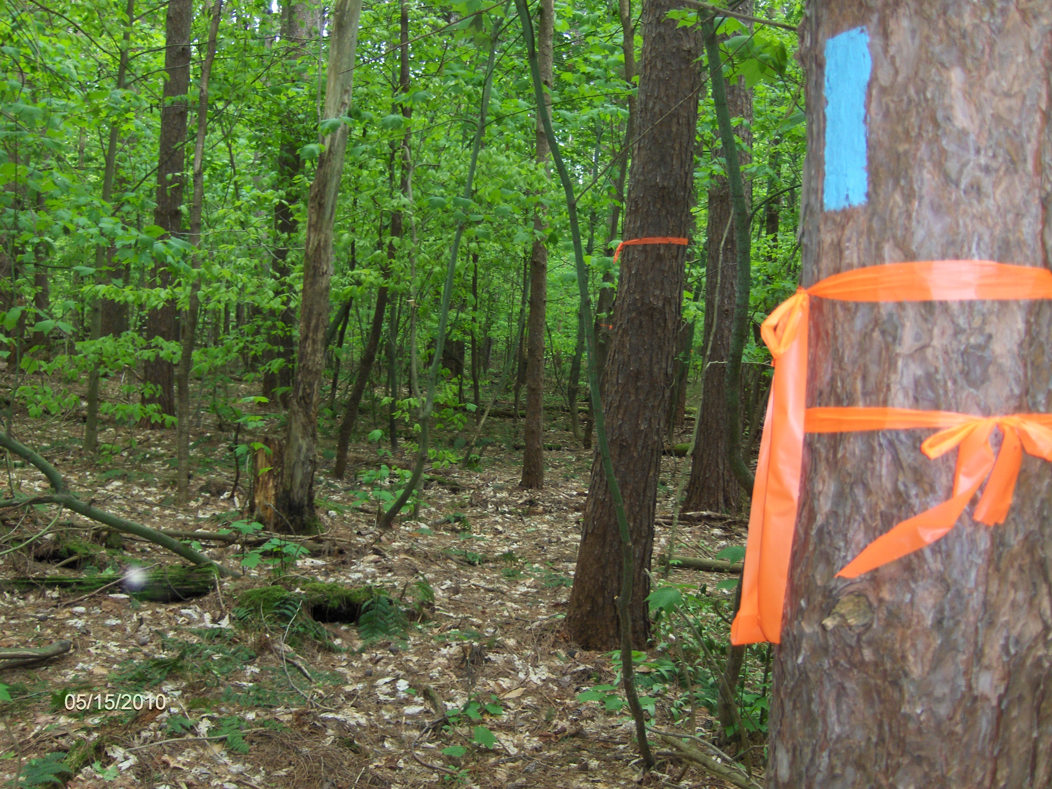 NCT DeRuyter State Forest