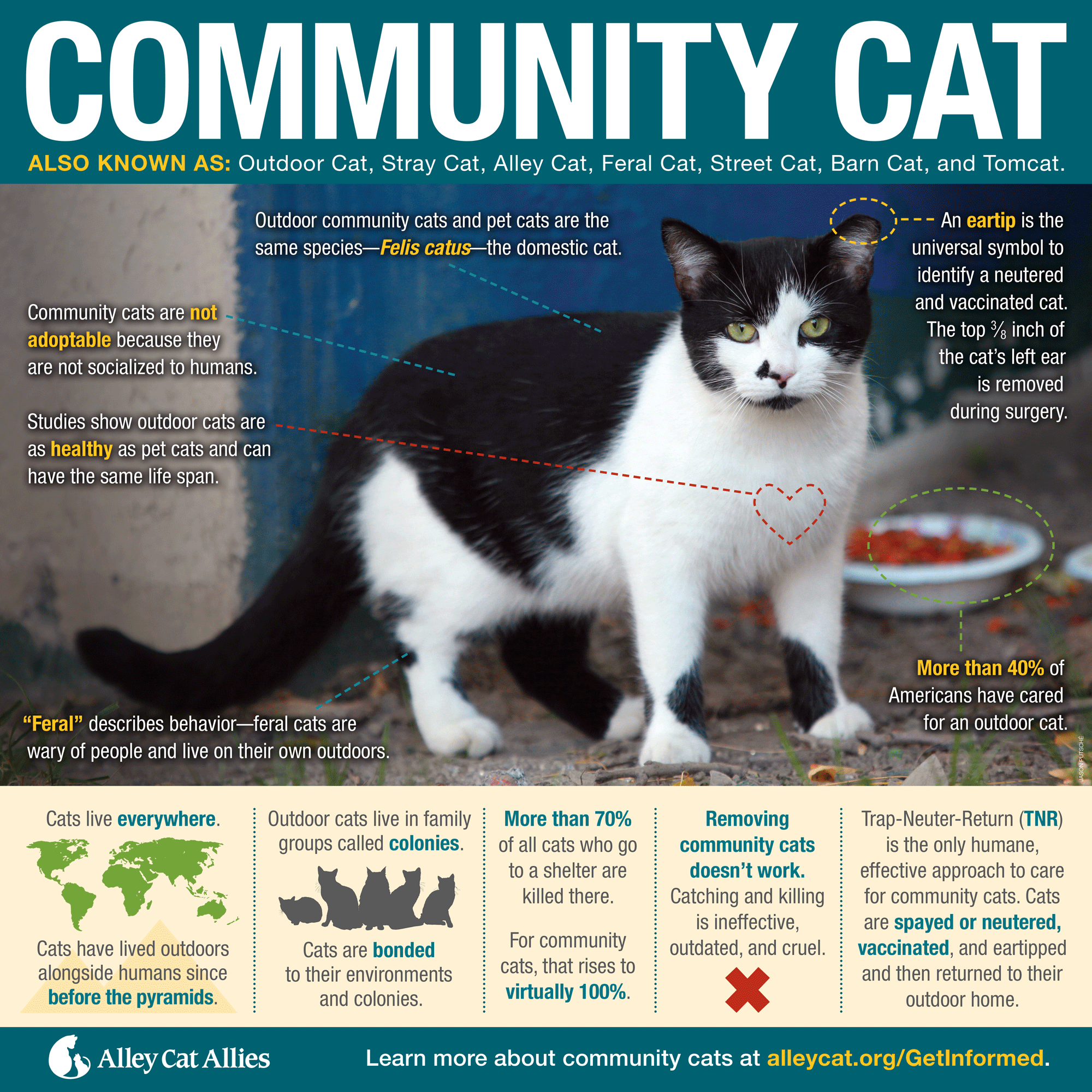 Coalition for Community Cats We assist community cats and their