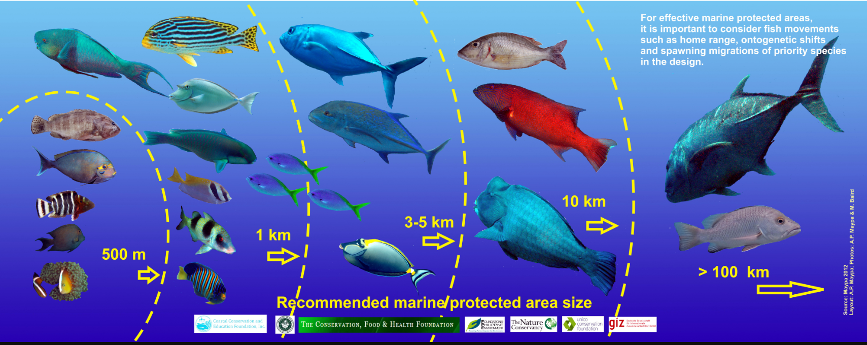 Poster Fish Movements CCEF