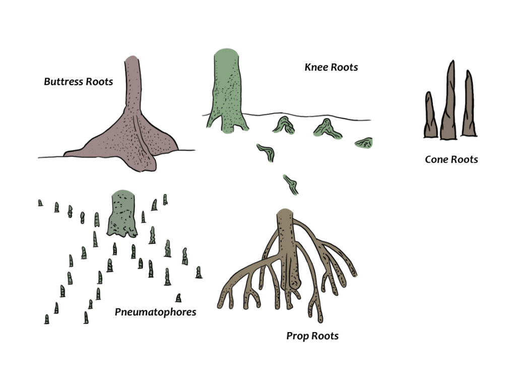 What Are Mangroves? - Ccef