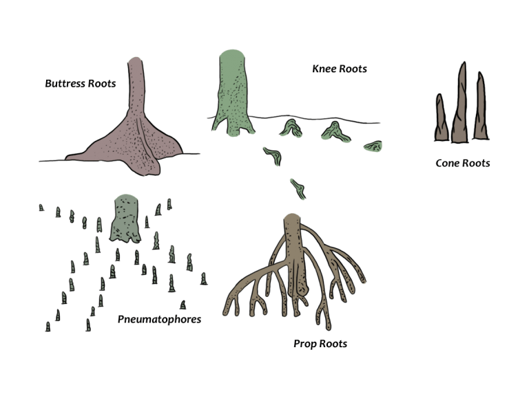 What are mangroves? CCEF