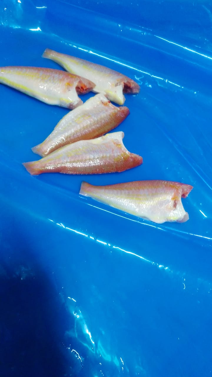 Land Frozen Japanese threadfin Bream Indian Origin