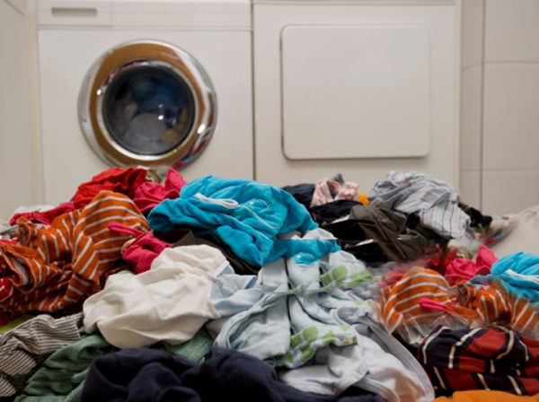 Dirty laundry allows bed bugs to thrive study