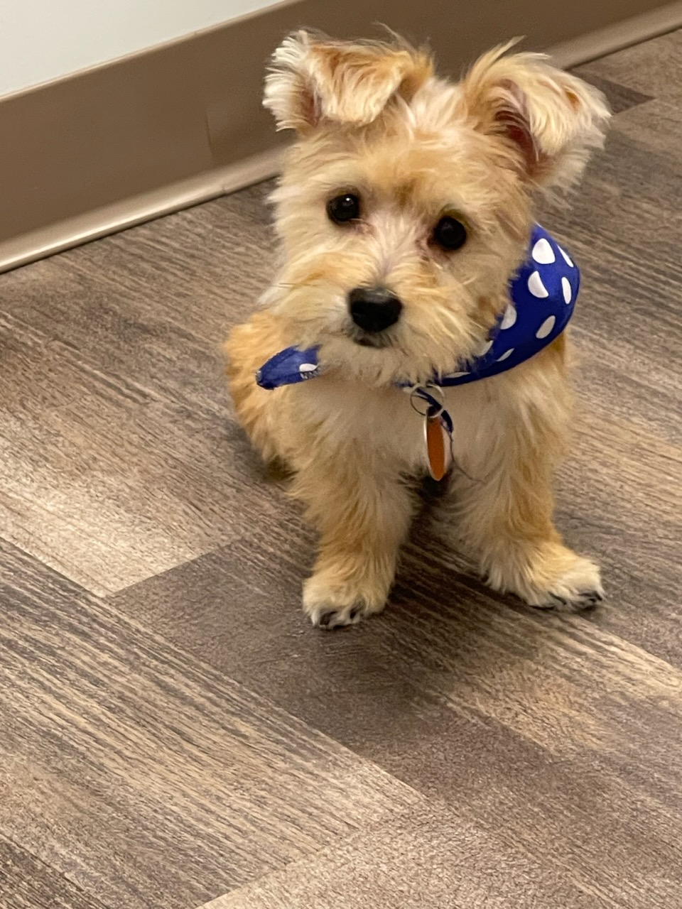 Pet Friendly Rentals Seabrook Island Sc at Sheehan blog