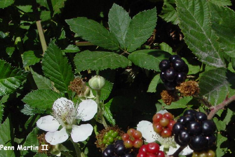 Himalayan Blackberry Coastal Invasive Species Committee
