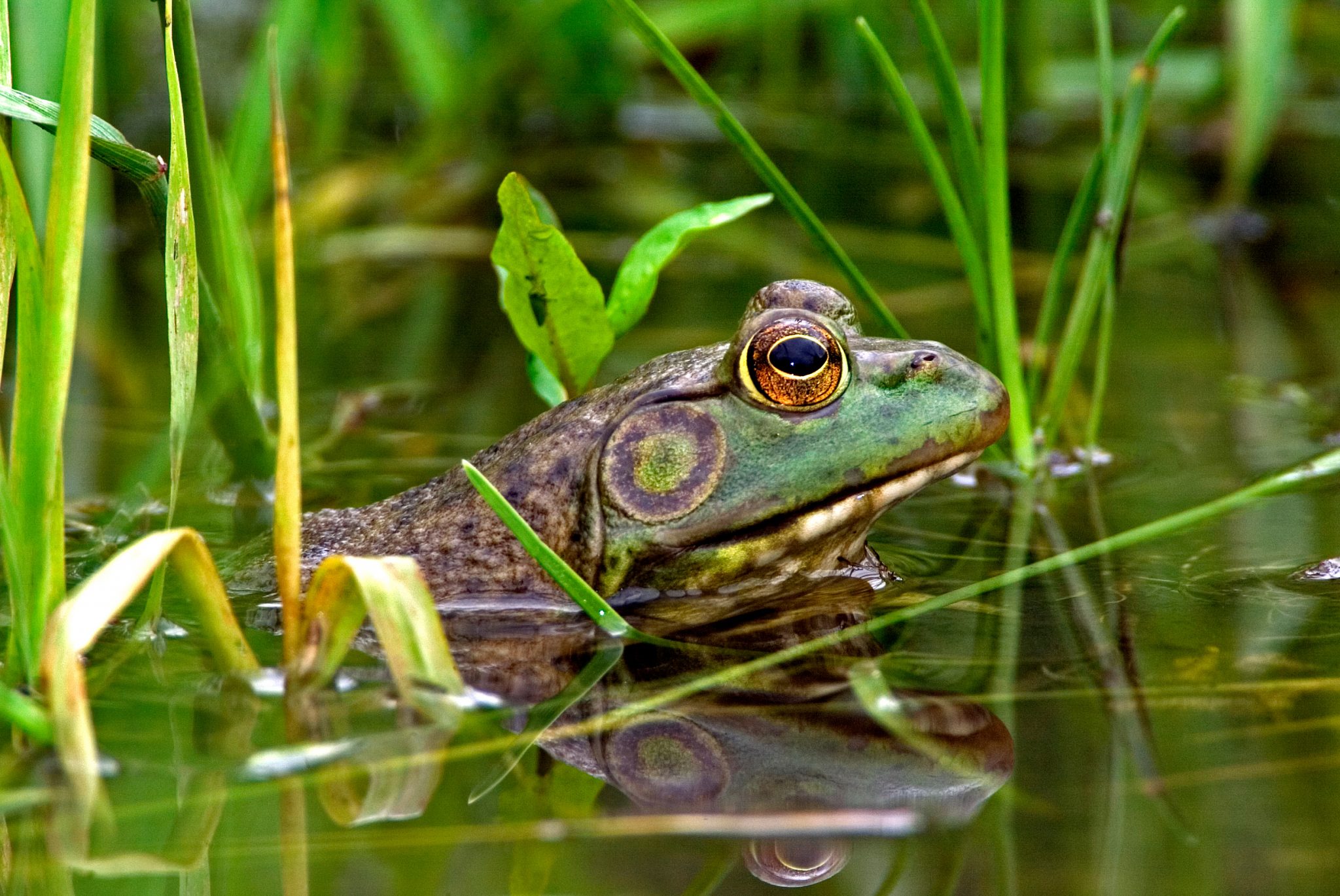 American Bullfrogs Coastal Invasive Species Committee