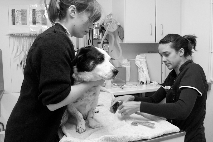 Our Services Coastal Veterinary Group