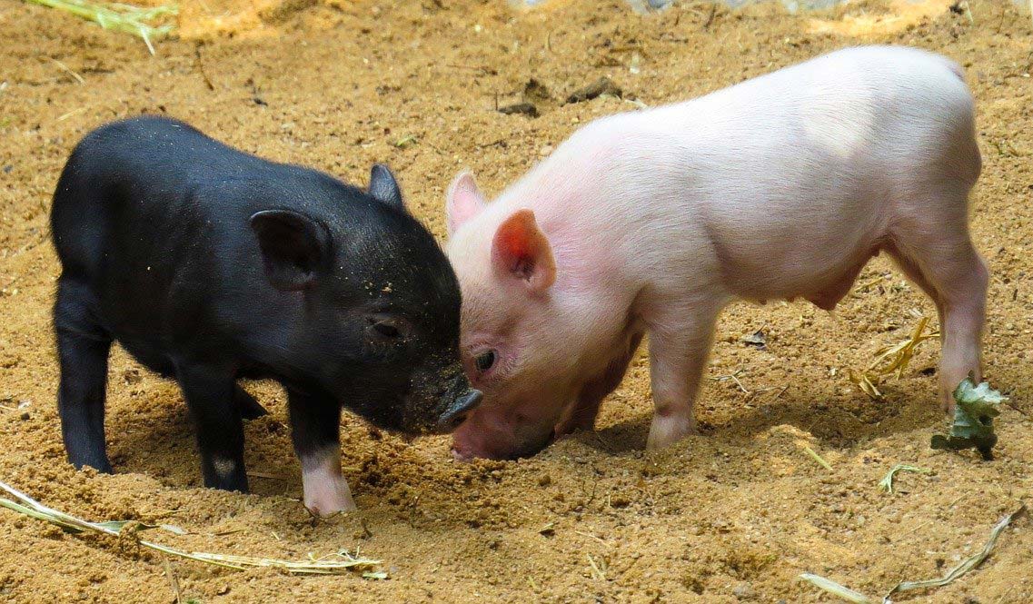 Pig Food and Nutrition Coast Fork Brewing and Feed Store