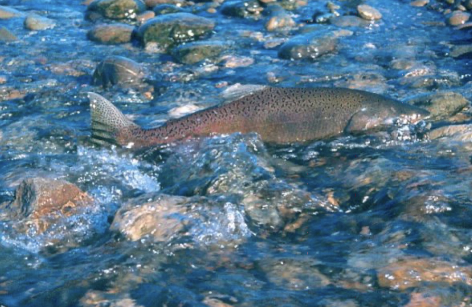 The BayDelta Plan What Will It Take for Salmon Fishermen to get Their