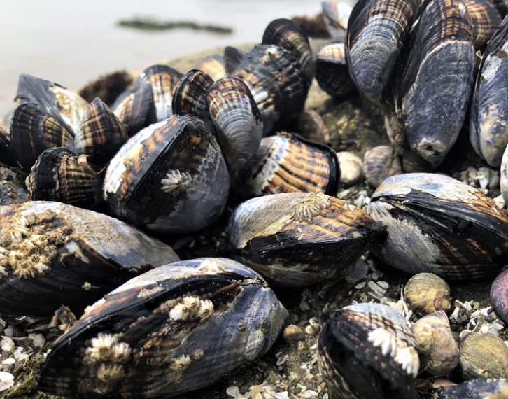 Annual Quarantine of SportHarvested Mussels Begins May 1, 2021; Avoid