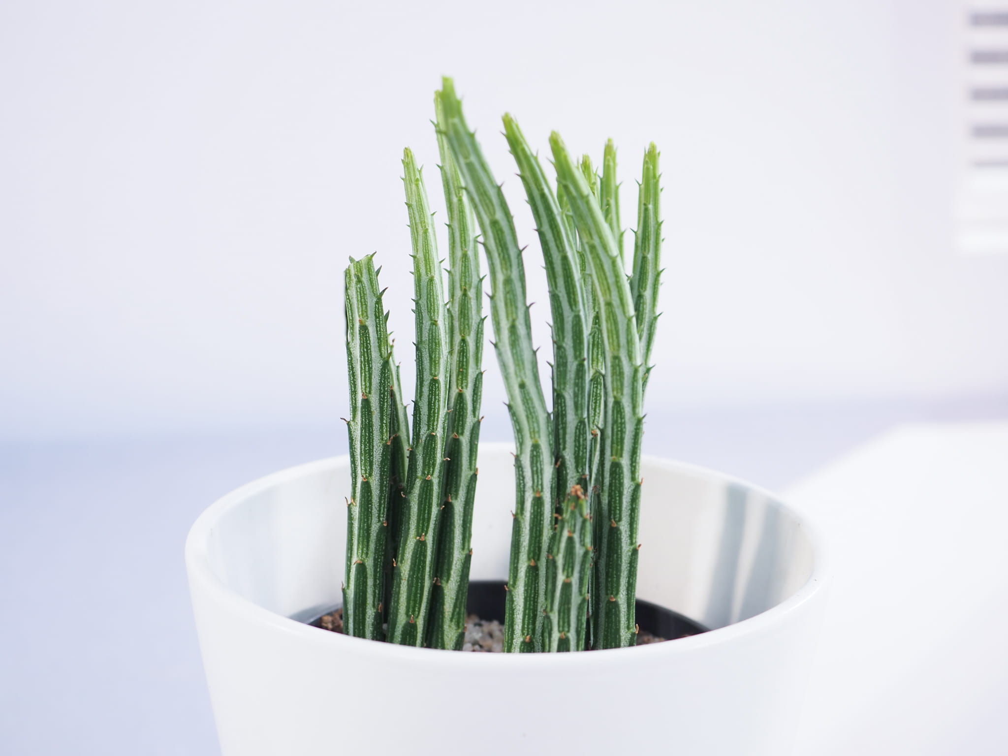 Senecio stapeliiformis 'Kilimanjaro' CocaFlora Amazing Plants of The