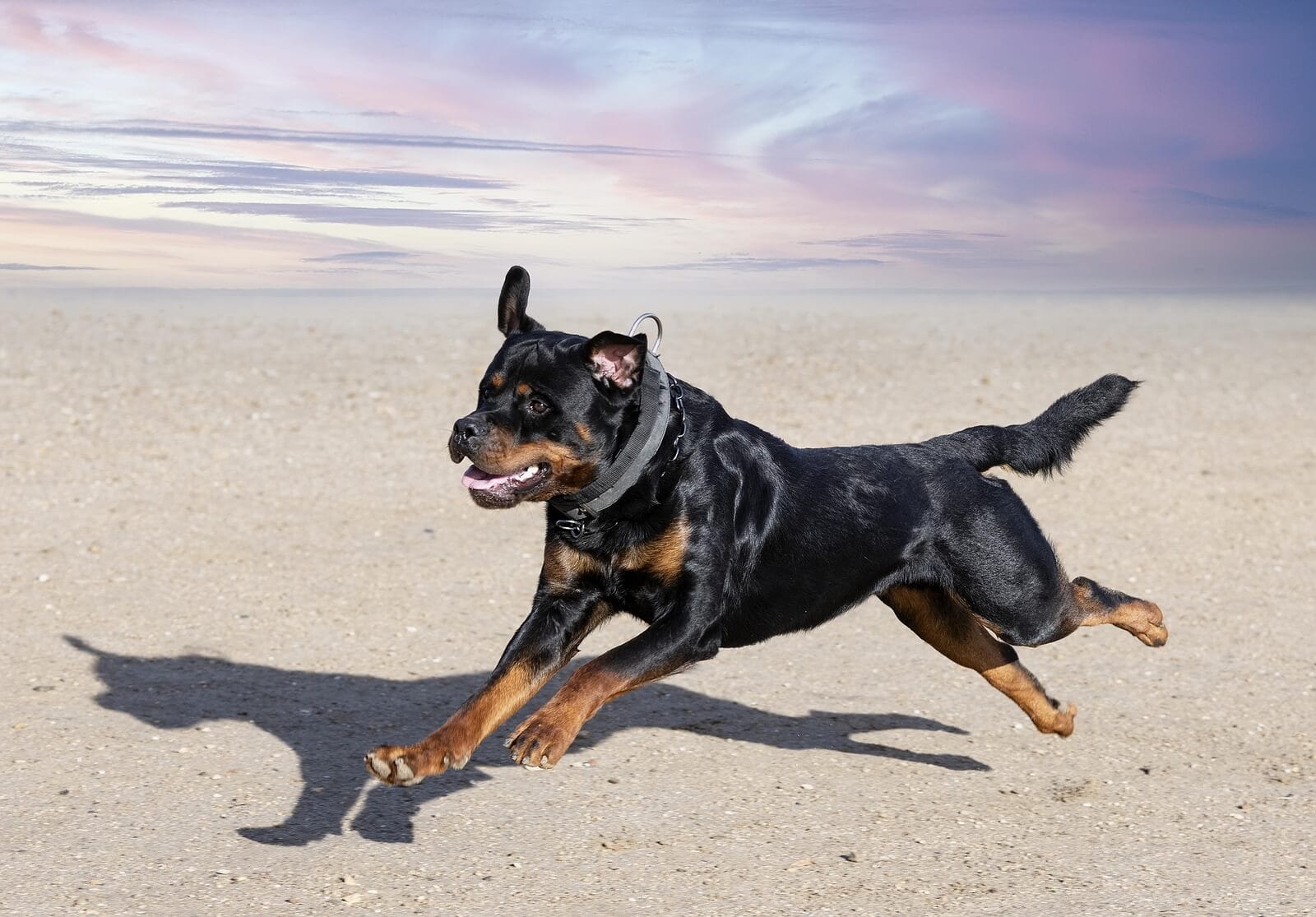 What are the Dog Laws in Michigan Cochran Law