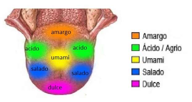 Apuntes Umami, el sabor misterioso Cocina y Aficiones