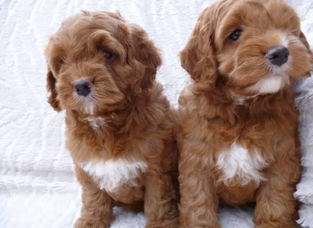 Cockapoo Puppies for Sale UK Find a Breeder Near You