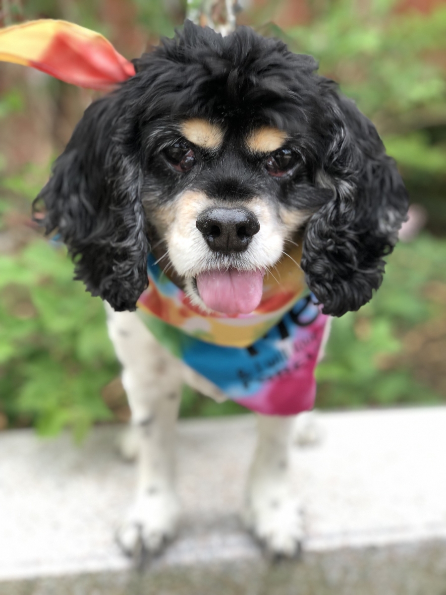 Small Dogs For Adoption In Hampton Roads Va