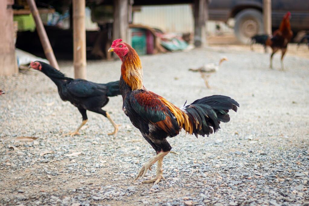 Taiwanese Fighting Rooster Everything to Know Cockfighting Bets