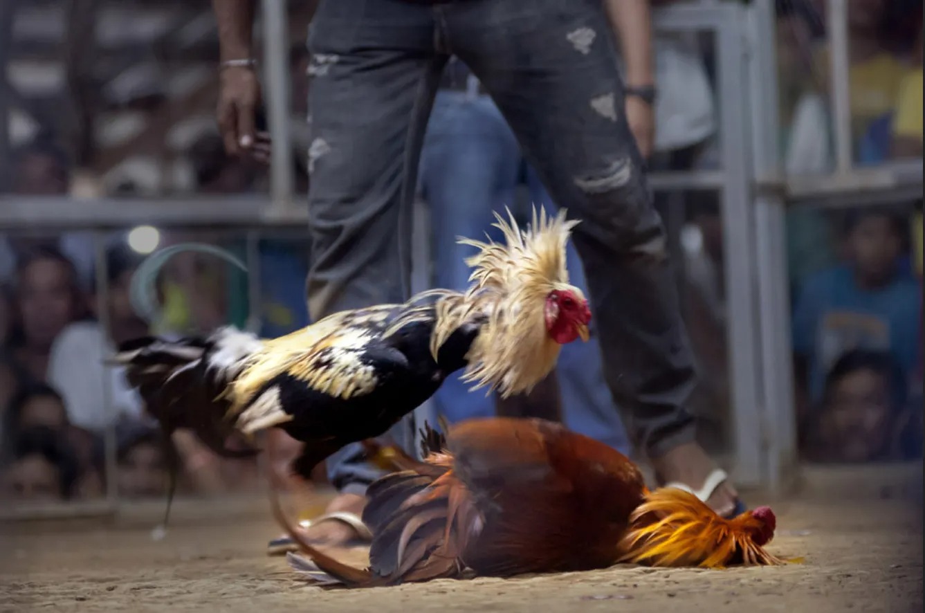 How to Play Online Sabong A Definitive Guide Cockfighting Bets