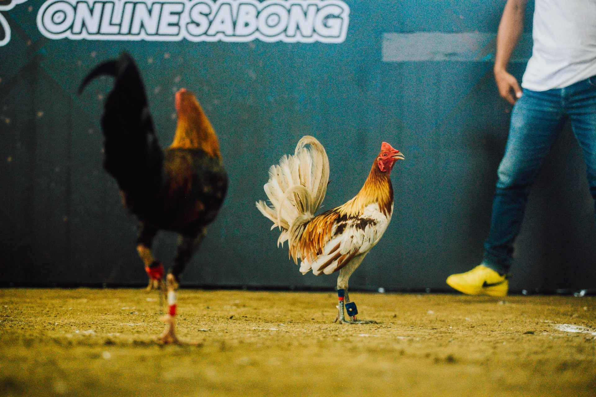 How to Play Online Sabong A Definitive Guide Cockfighting Bets