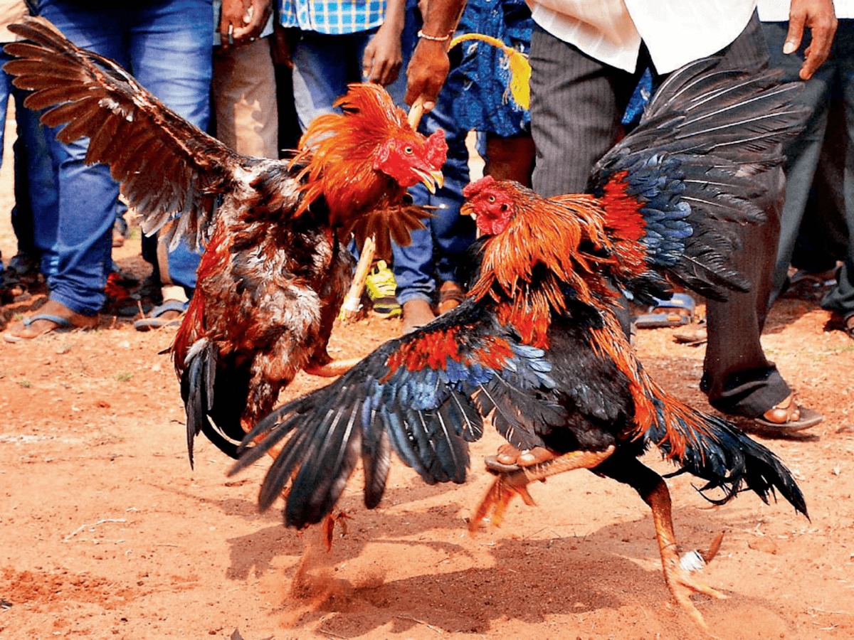 The Anatomy of a Fighting Rooster Cockfighting Bets