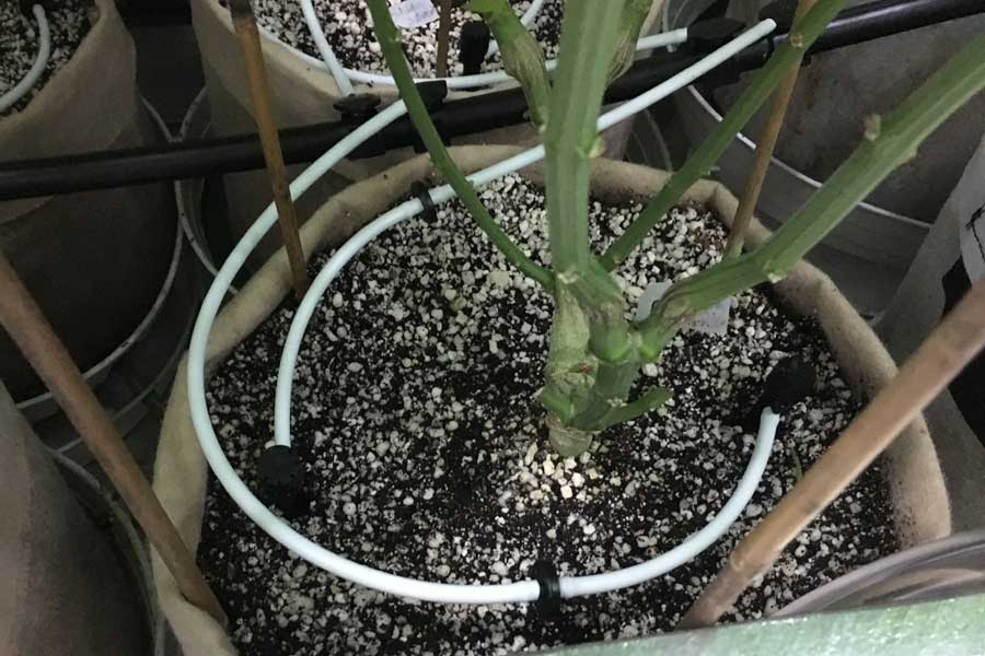 DIY Automatic Watering System for Indoor Cannabis Coco For Cannabis